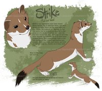 Strike Reference by LostWolfSpirit - male, reference sheet, feral, mustelid, sheet, ref, reference, weasel, quad, quadruped, shapeshifter, arachnid, shape, shifter, least weasel, shape-shifter, least, lostwolfspirit, minnowfish, instantcoyote