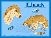 Commission - Chuck Reference by LostWolfSpirit - dog, male, mix, reference sheet, canine, freckles, feral, model, hound, character, sheet, domestic, ref, canid, mutt, ref sheet, reference, quad, quadruped, golden, retriever, mixed breed, arachnid, breed, golden retriever, afghan, chuck, domestic dog, mixed, afghan hound, lostwolfspirit, minnowfish, stary, motorcity, instantcoyote