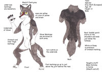 Talyn 2013/2014 Refsheet by Talynwolf - wolf, male, talyn