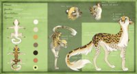 Mia feral reference sheet by hotwert - female, character sheet, snowleopard, cheetah, character design