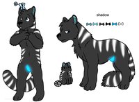 shadow ref by Reddywolf - shadow, wolf/panther/liger