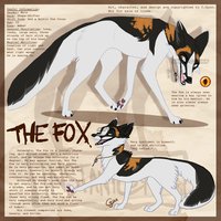 The Fox - Updated ref by LostWolfSpirit - fox, male, canine, feral, model, character, sheet, ref, canid, vulpine, reference, non-anthro, quad, quadruped, thief, arachnid, shape, shifter, shape-shifter, lostwolfspirit, minnowfish, the fox, marble cross, instantcoyote, character sheetshapeshifter