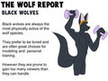 The Wolf Report by Domafox