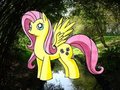 Fluttershy pony