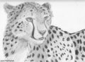Cheetah in Graphite