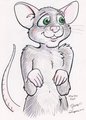 Sketch of Rattus [by Jenner]