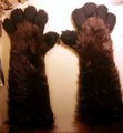 Commissioned Handpaws - Brown with Black Fingers