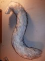 Husky Tail