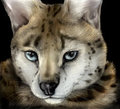 My serval by NeroServal