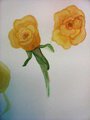 Practice: Yellow Roses by AedanKitt