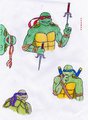 Turtle Brothers