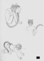 Catboy Sketches