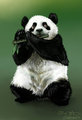 Panda Floutist