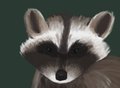 Raccoon 1HourPaint