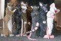 Rodent Fursuit Photoshoot--Group shot  by MarkoTheRat