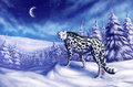 Snowy Kitty by Cheetahs