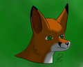 Red Fox Headshot Practice
