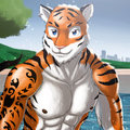 COMMISSION: Tiger and swimming pool