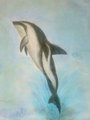 orca dolphin