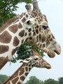 Pair of giraffes by Jay1743