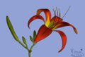 Daylily (for Mother´s day)