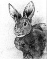 Rabbit by Dbruin