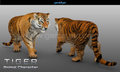 Tiger Animal Character Modeling