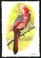 Cardinal by Dharken