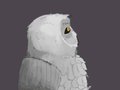Shaded Owl/Kinda from Behind