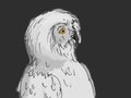 Quick Owl Sketch