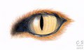 Realistic Fox Eye