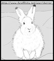 Arctic Hare, Practice Sketch by Charrio
