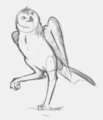 Owl Doodle