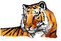Tiger Colored
