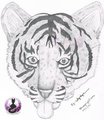 Tiger cub Headshot