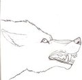 Wolf head by Brownsugar