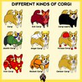 Different Kinds of Corgi