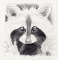 spirit animal-raccoon by Rheamoon