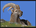 capra ibex-birthday present for a friend