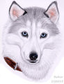 Realistic Husky Portrait