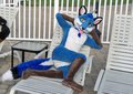 Blue Fox at the pool.