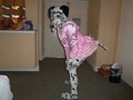 Dalmatian in a pink maids dress.
