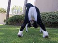 Border Collie showing off his back side.