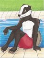 Badger by the Pool