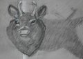 Mounted Deer Head by Kirfkin