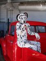 Dalmatian on the back of a 58 Red Ford PU.