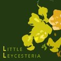 Little Leycesteria