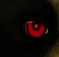 Raccoon eye-con