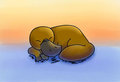 a nap for a platypus