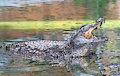 Crocodile by OtterandLutra